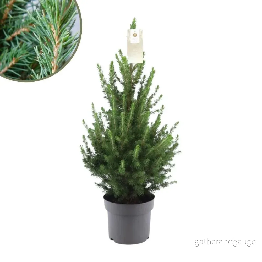 Picea glauca conica gran d19cm h70cm