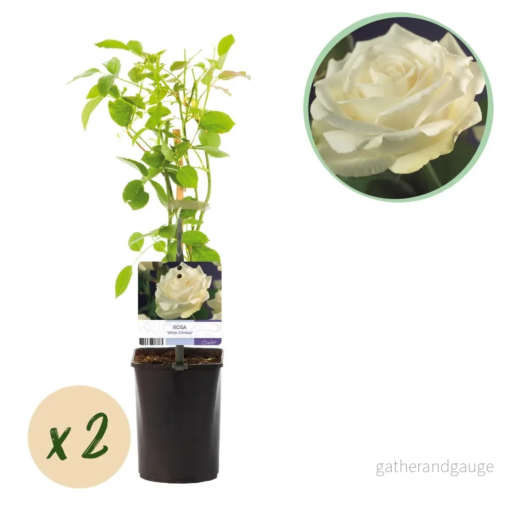 Klätterros (Rosa) 'White Climber' - Bild 2