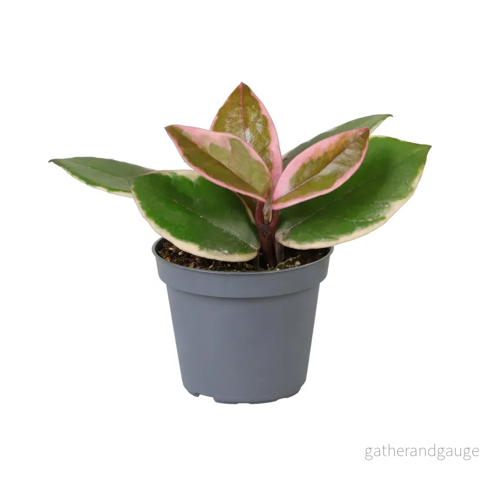 Mini Hoya Flamingo Dream - Bild 2