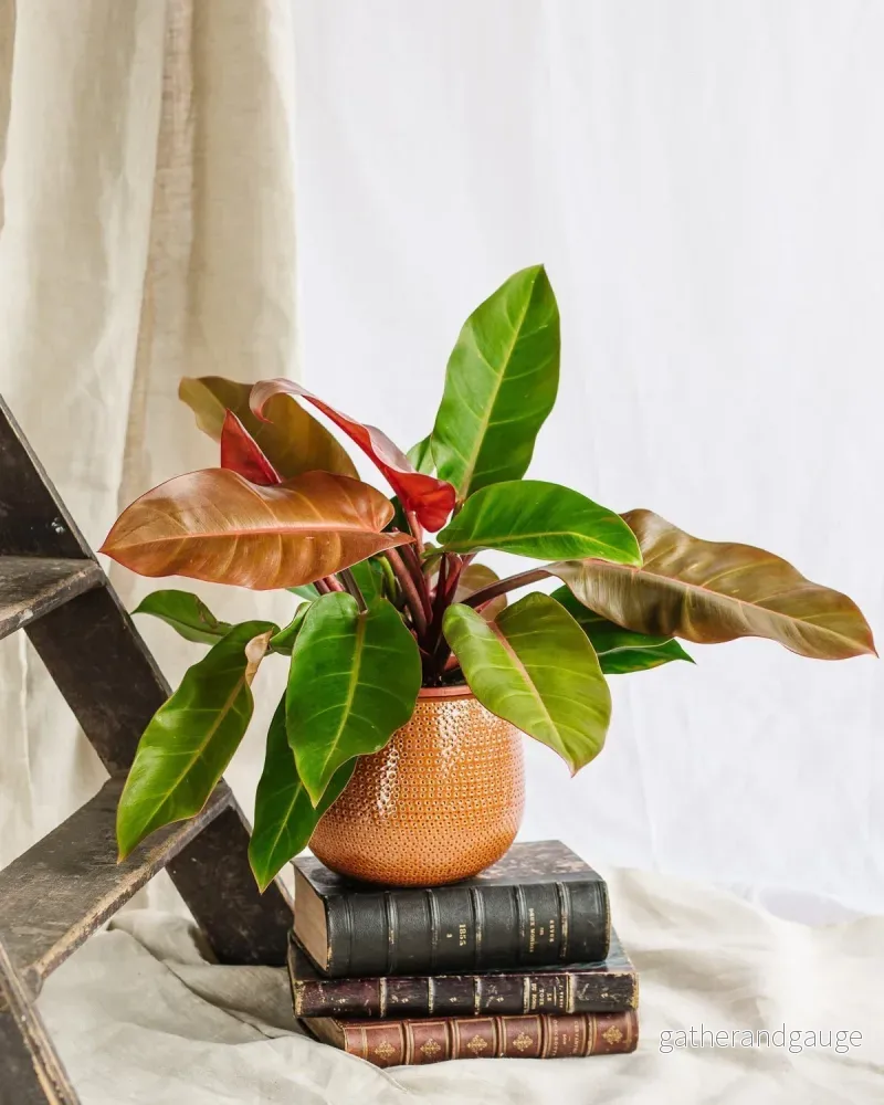 Filodendron Prince of Orange