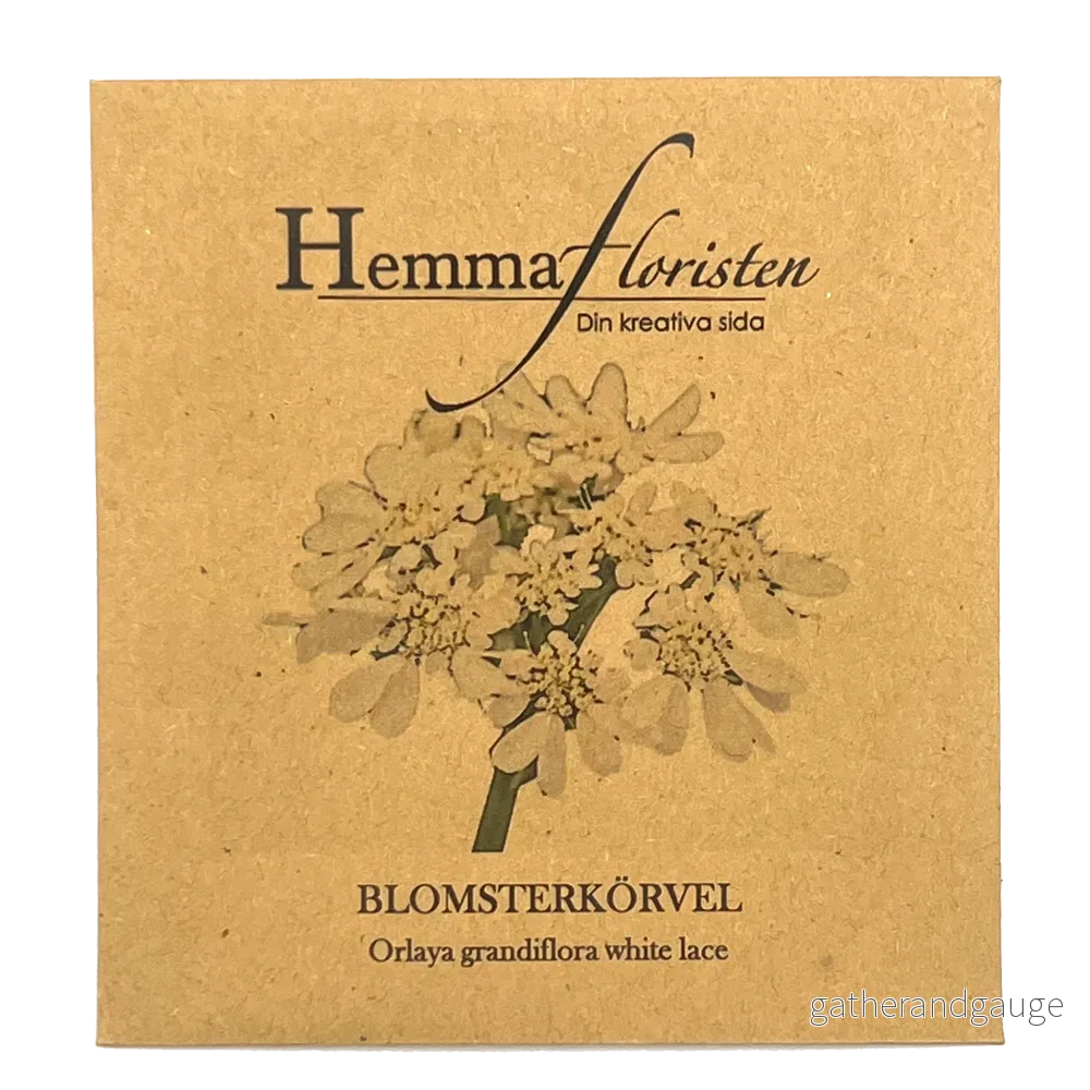 Blomsterkörvel – Orlaya grandiflora white lace Blomsterkörvel – Orlaya grandiflora white lace