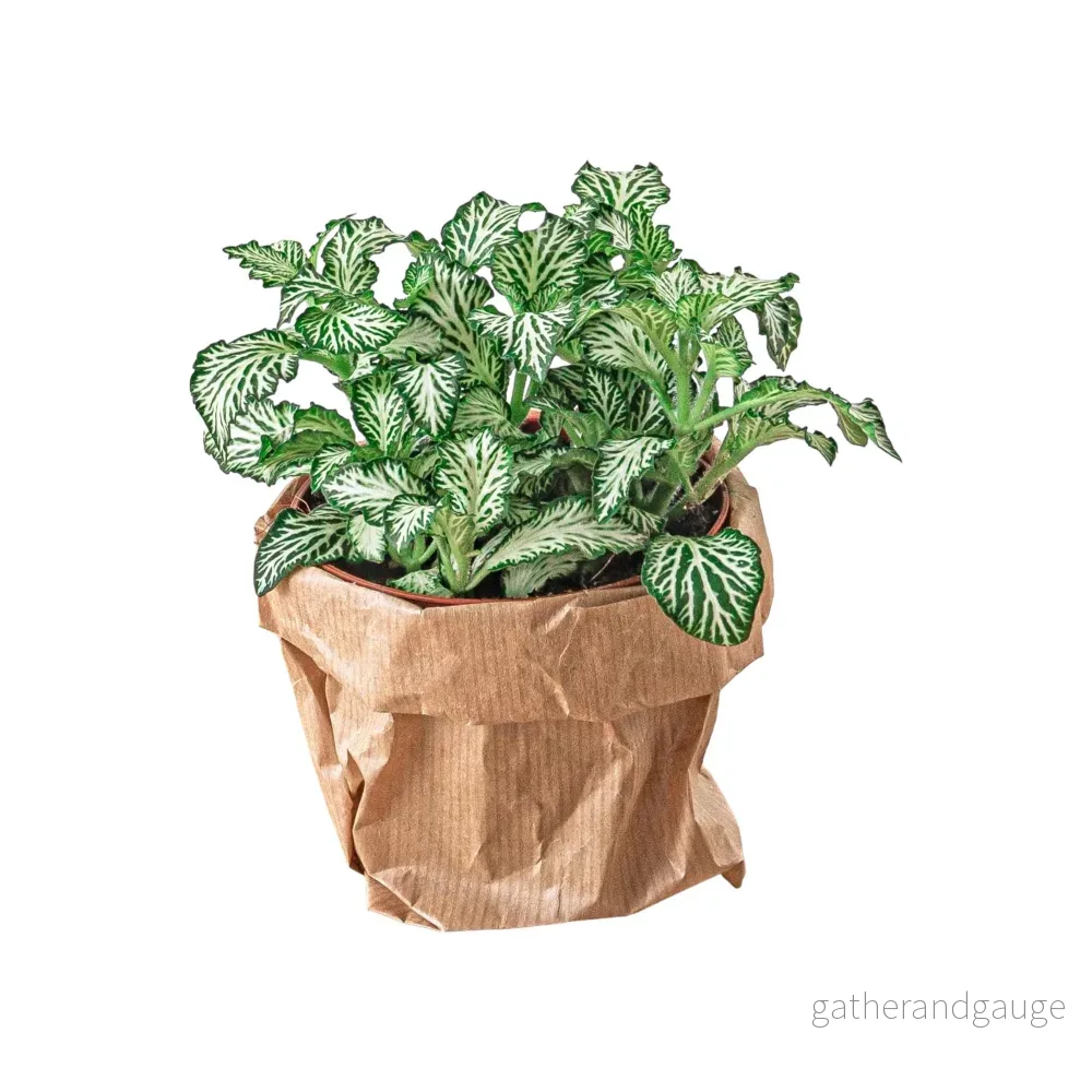 Grön fittonia Grön fittonia