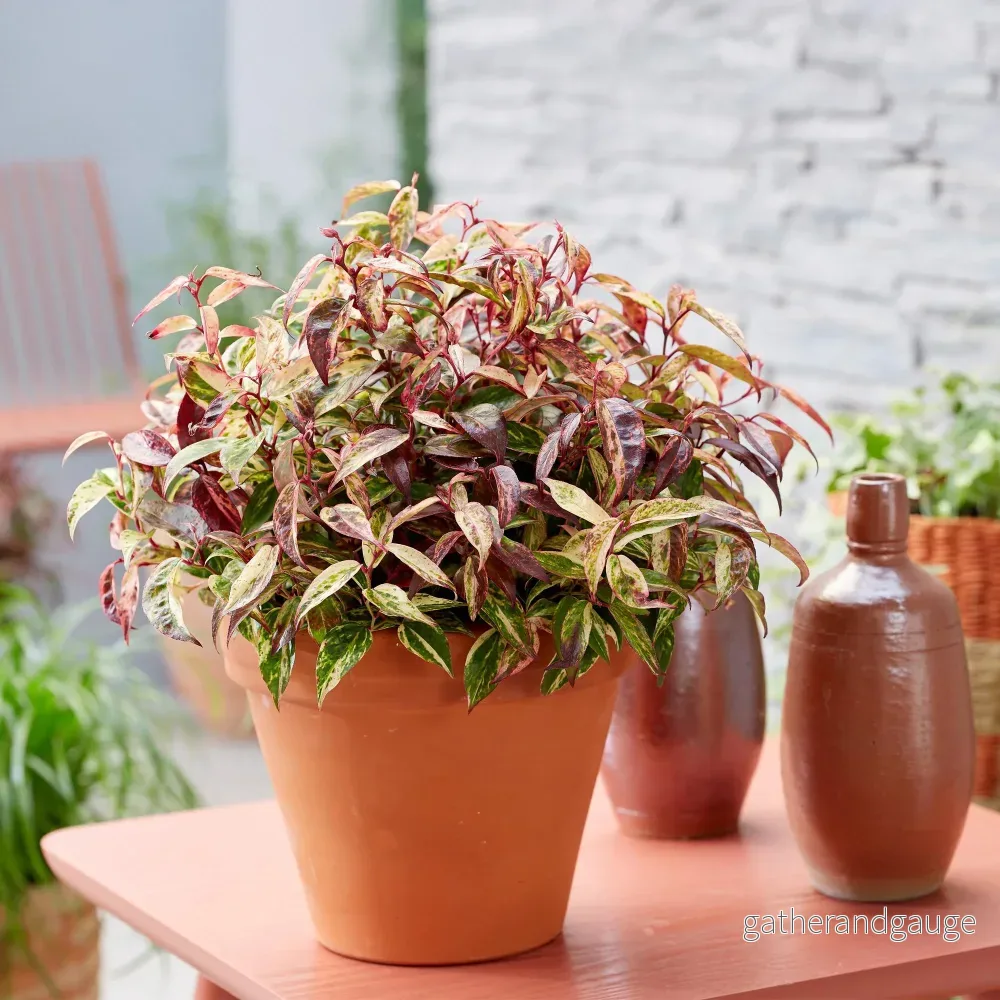 Leucothoé (Leucothoe Fontanesiana) 'Makijaz' - Vacker Skugglövväxt för Trädgården