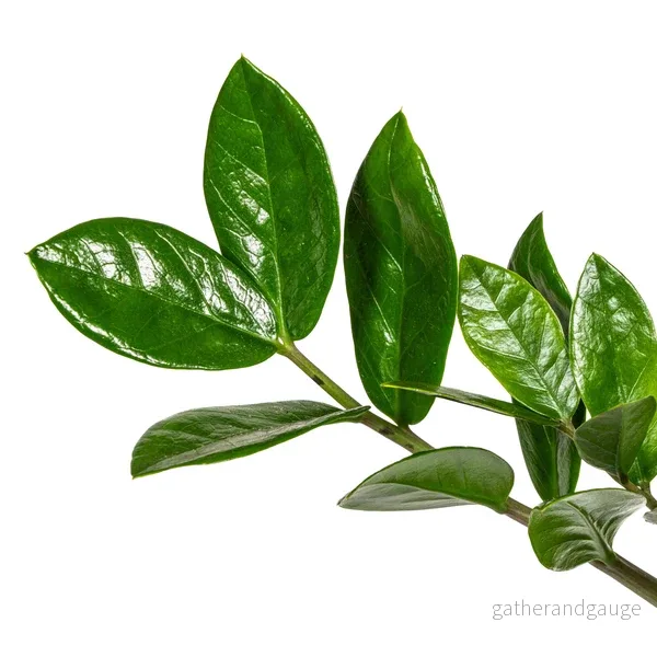 Zamioculcas Zamiifolia Ø17cm - ↕40-50cm - Bild 3