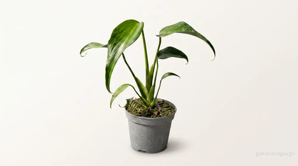 Monstera Burle Marx Flame, 12 cm, 8 plantor i brätte, 5 brätte per hylla