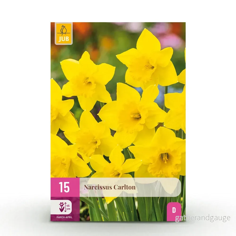 Green boutiQ - Bloembollen - Narcis Carlton - Kleur Geel - 15 stuks - Bolmaat 12/14 - XXL Pack