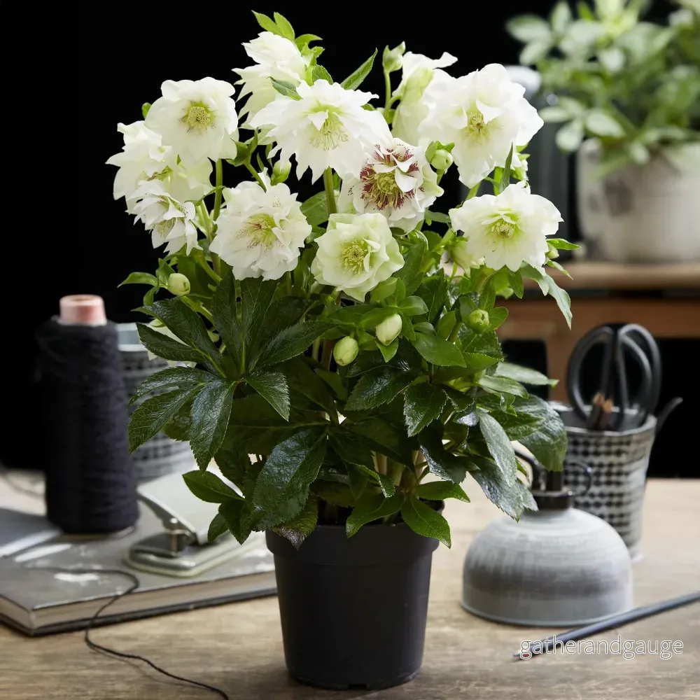 Orientalisk Julros (Helleborus orientalis) 'Double Ellen White'