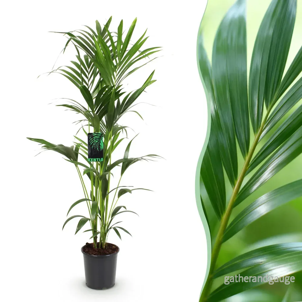 Kentia Howea Forsteriana - Bild 2