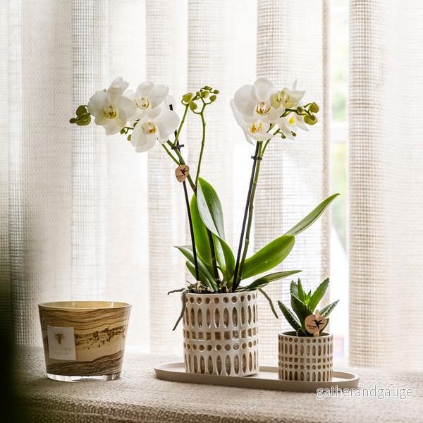 Kolibri Company | Växtnset Le Chic small | Witte Phalaenopsis Orchidee Amabilis i Succulent incl. keramieken sierpotten op crème organisch dienblad Kolibri Company | Växtnset Le Chic small | Witte Phalaenopsis Orchidee Amabilis i Succulent incl. keramieken sierpotten op crème organisch dienblad