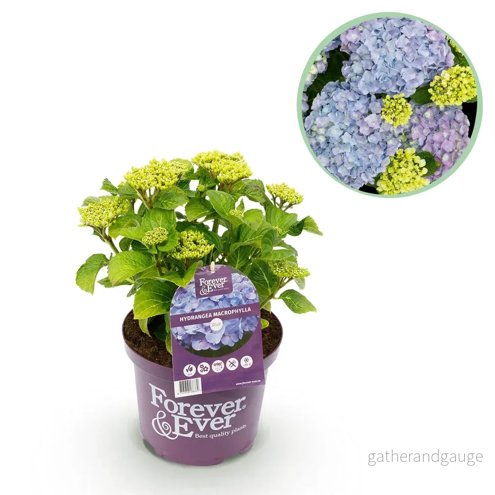 Hortensia (Hydrangea Macrophylla) 'Pourpre' - Vacker blomstrande växt - Bild 2