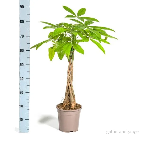 Pachira Aquatica Ø19cm - ↕80 cm - Bild 3