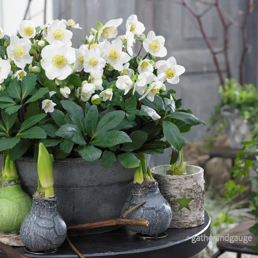 Julros (Helleborus niger) ’Christmas Carol’ Julros (Helleborus niger) ’Christmas Carol’