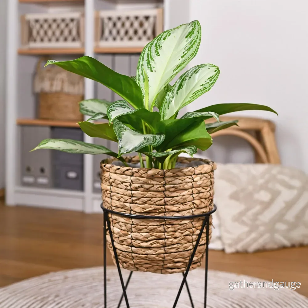 Aglaonema Silver Bay – Set om 2 – Kruka 17 cm – Höjd 70 cm