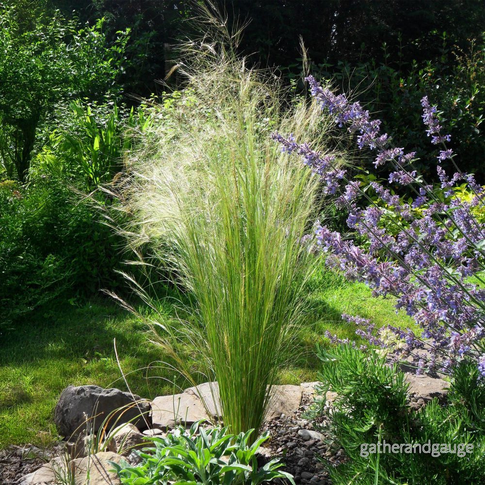 Cheveux D'Ange (Stipa Tenuissima) 'Pony Tails'