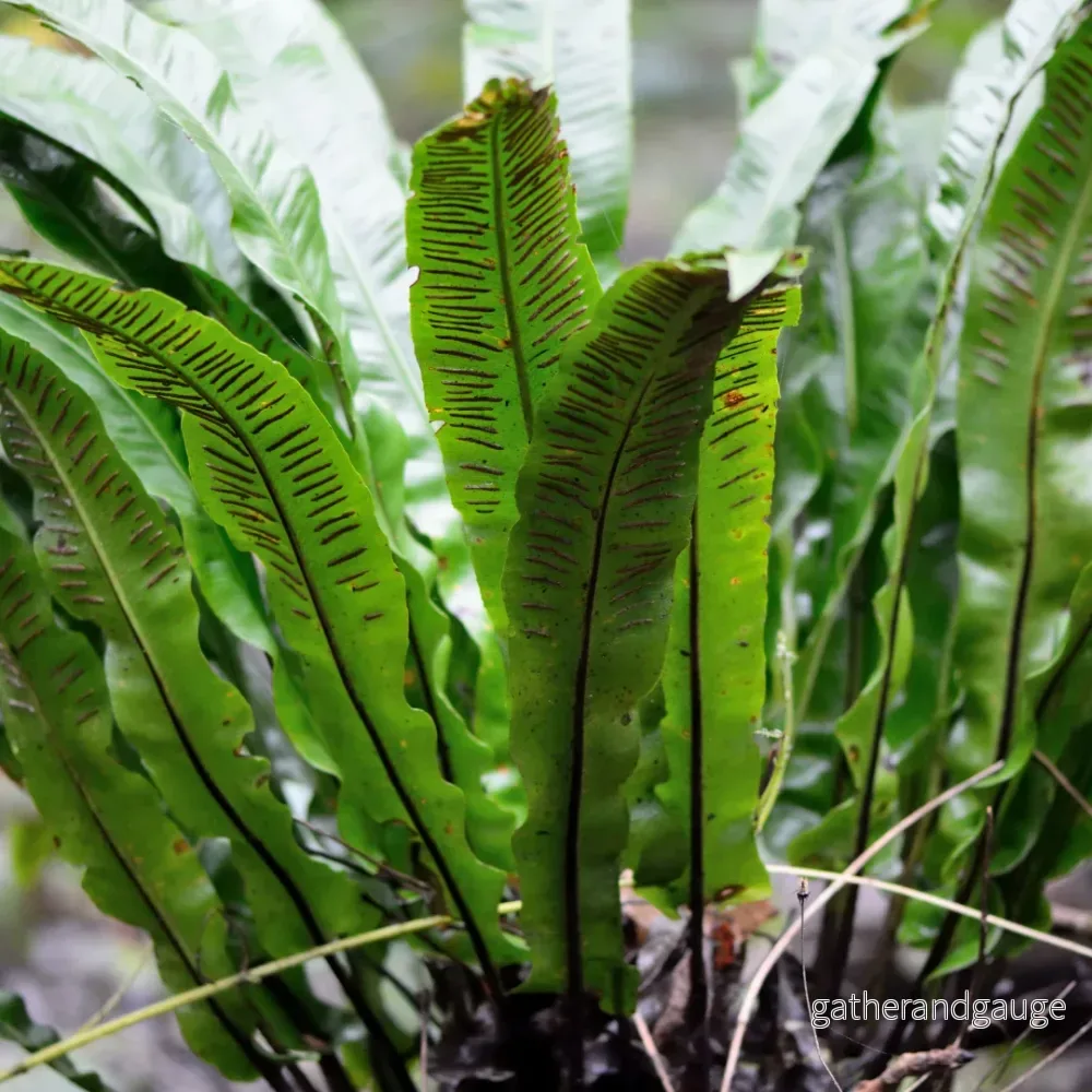 Hjorttunga-ormbunke (Asplenium Scolopendrium) Hjorttunga-ormbunke (Asplenium Scolopendrium)