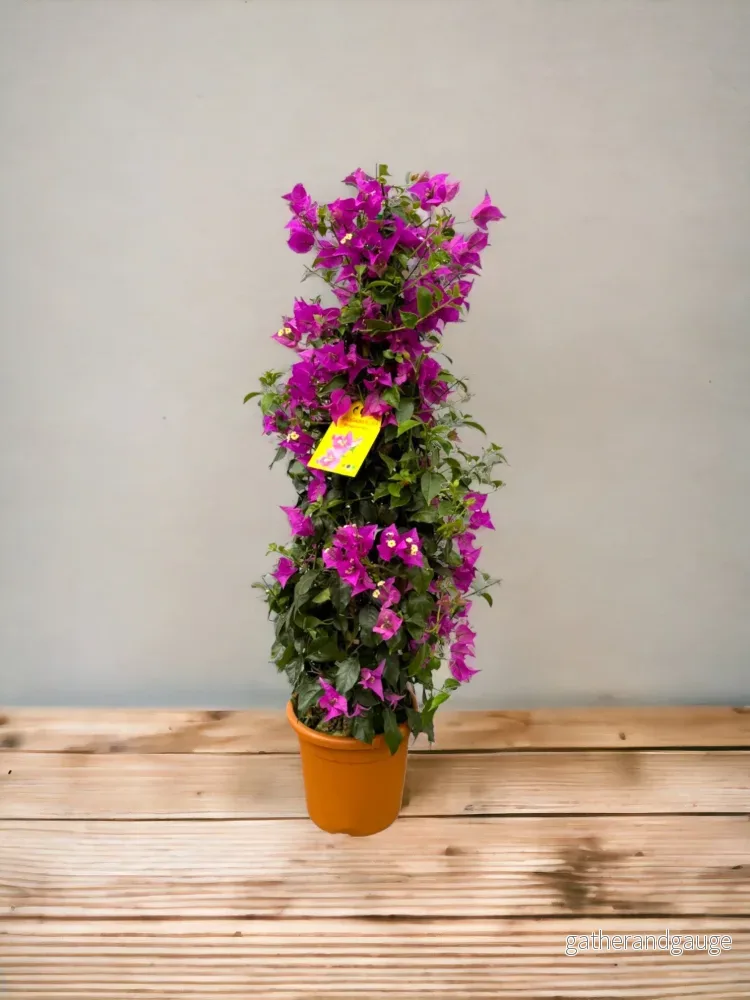 Bougainvillea pyramid fuschia Bougainvillea pyramid fuschia