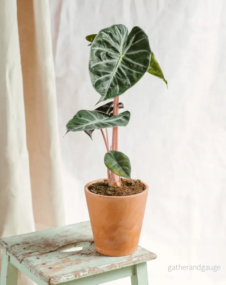 Alocasia Pink Dragon Alocasia Pink Dragon