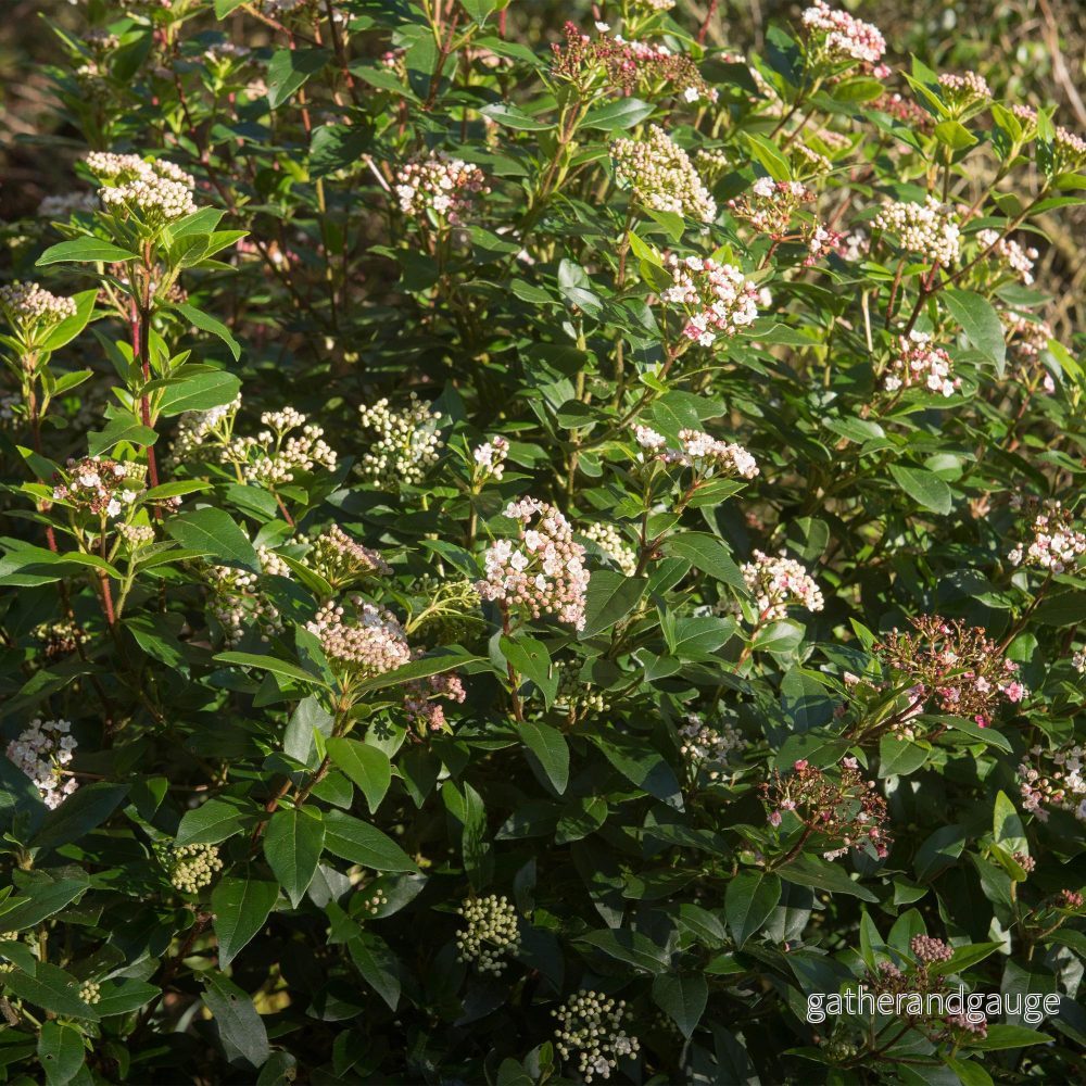 Lagerblad (Viburnum tinus) 'Eve Price' - Bild 3