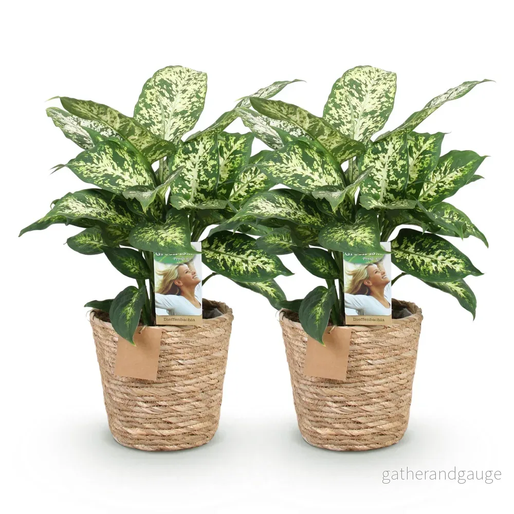 Dieffenbachia Compacta – Paket med 2 – Kruka 17 cm - Bild 3