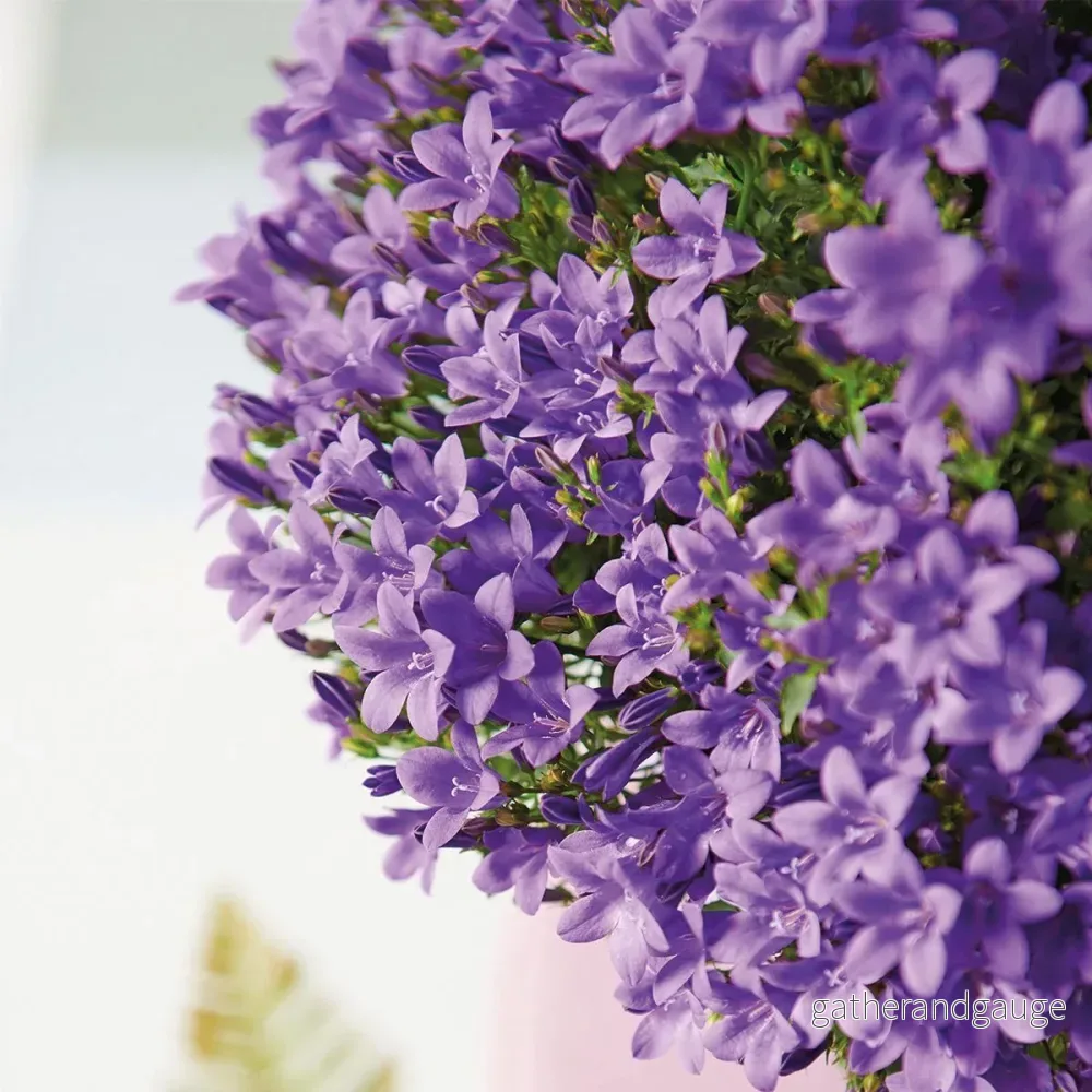 Vit Balkonbak med 3 lila Campanula Addenda – Bells