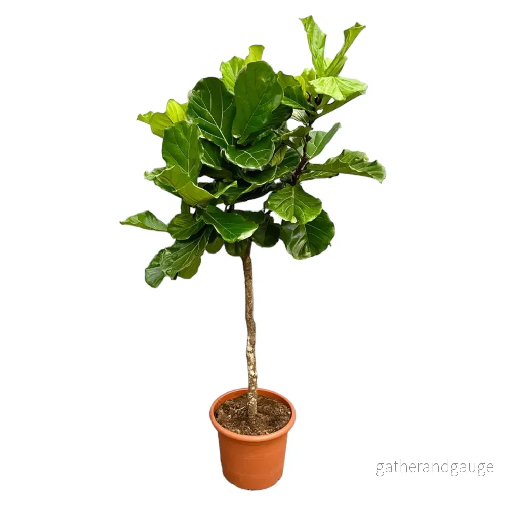 Ficus Lyrata bom XXL – 210 cm – ø40