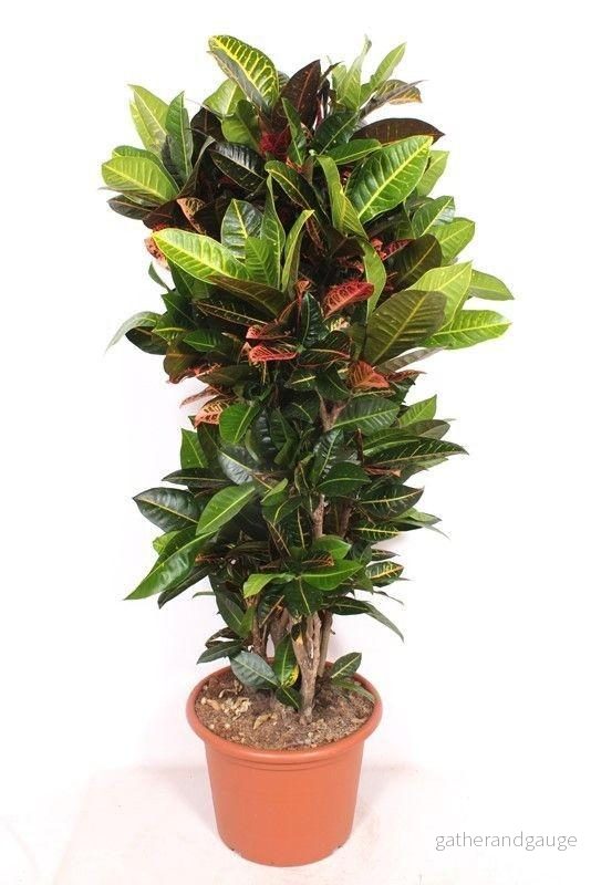 Codiaeum Petra – 180cm Codiaeum Petra – 180cm