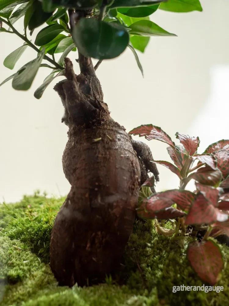 Terrarium - Rio - Bild 2