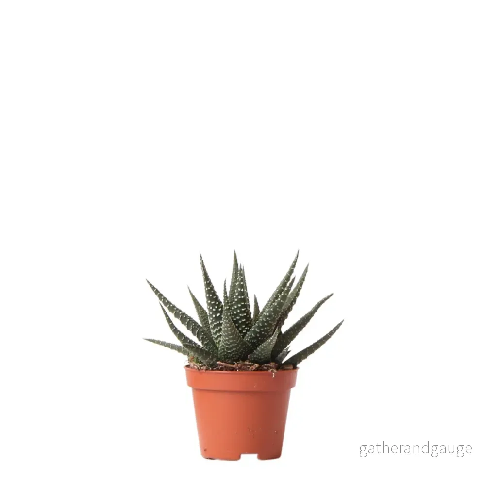 Haworthia Royal Highnness h11cm Haworthia Royal Highnness h11cm