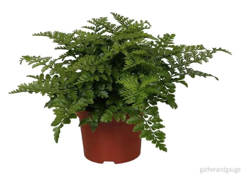 Asplenium ’Parvati’
