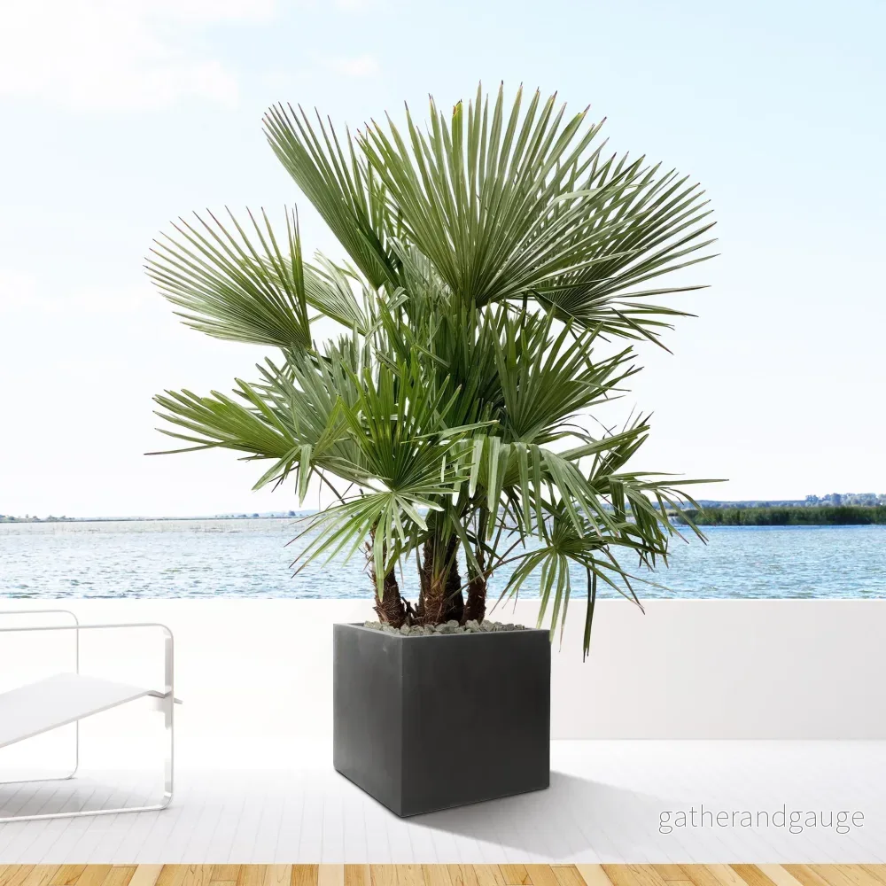 Trachycarpus multi stam - 200cm - Ø45 - Bild 2