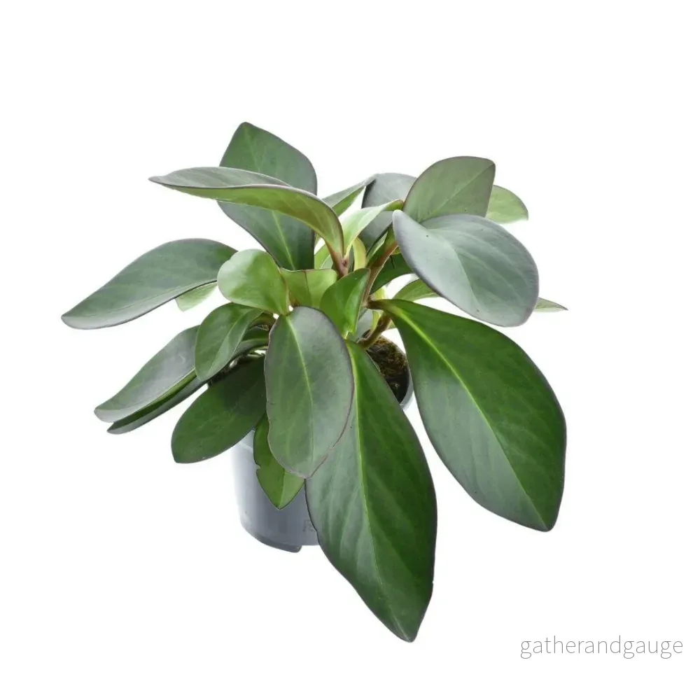 Peperomia röd marginal - Bild 2