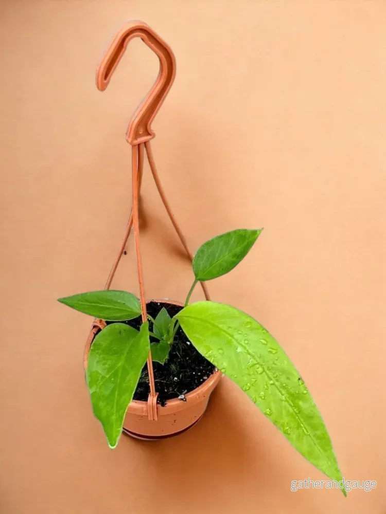 Anthurium Vittarifolium Anthurium Vittarifolium