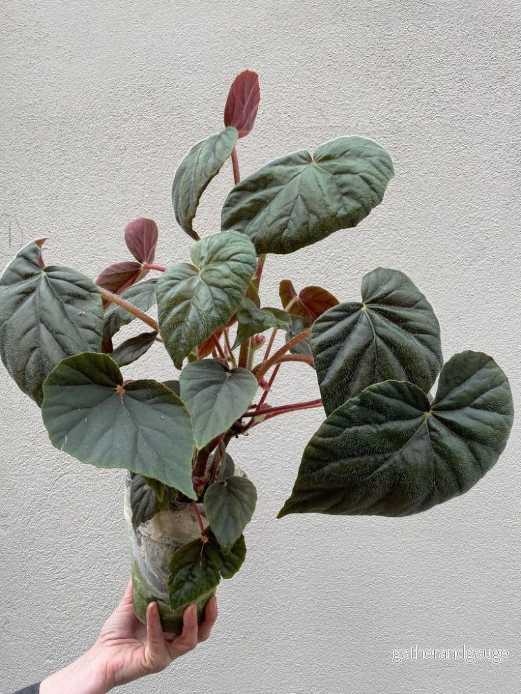 Oldemor Begonia Oldemor Begonia