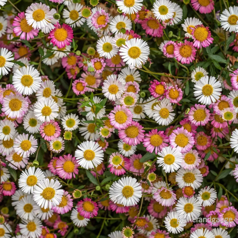 Framboeslilia av Karvinski (Erigeron karvinskianus) 'Erigeron karvinskianus' - Bild 3