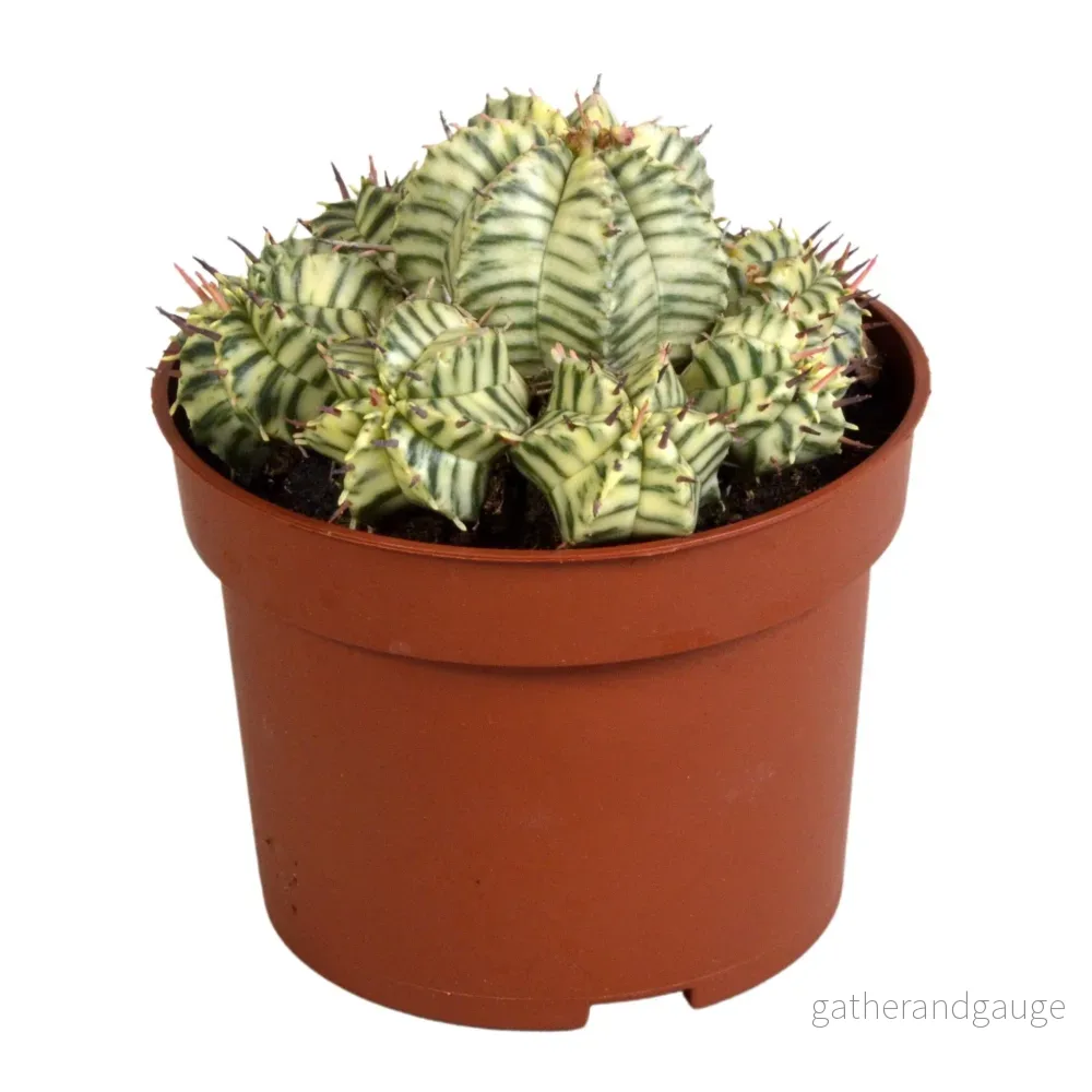 Euphorbia Meloformis Variegata Euphorbia Meloformis Variegata