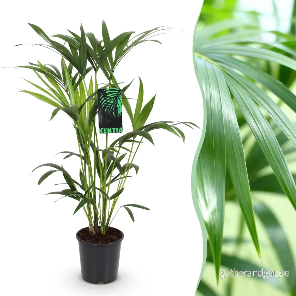 Howea Forsteriana - Bild 3