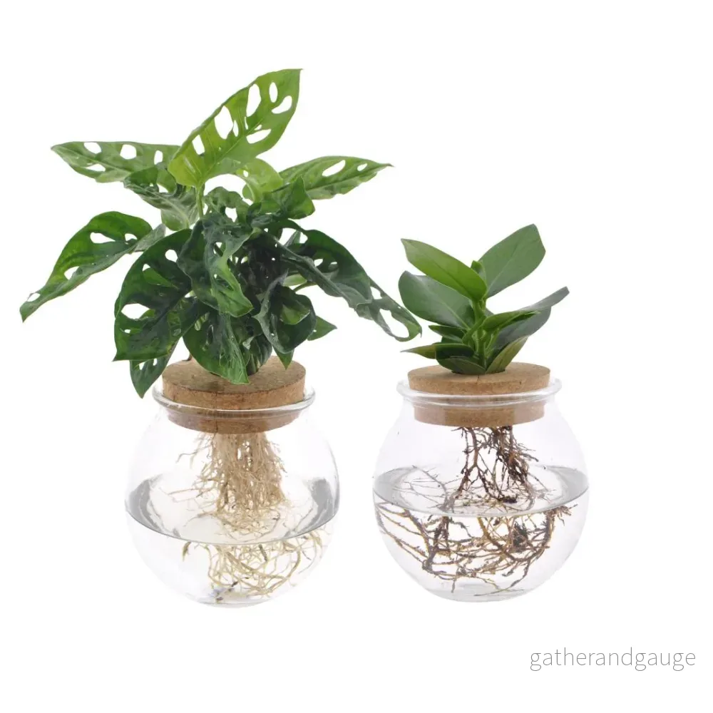 Monstera/Clusia hydrokulturduo - Bild 2