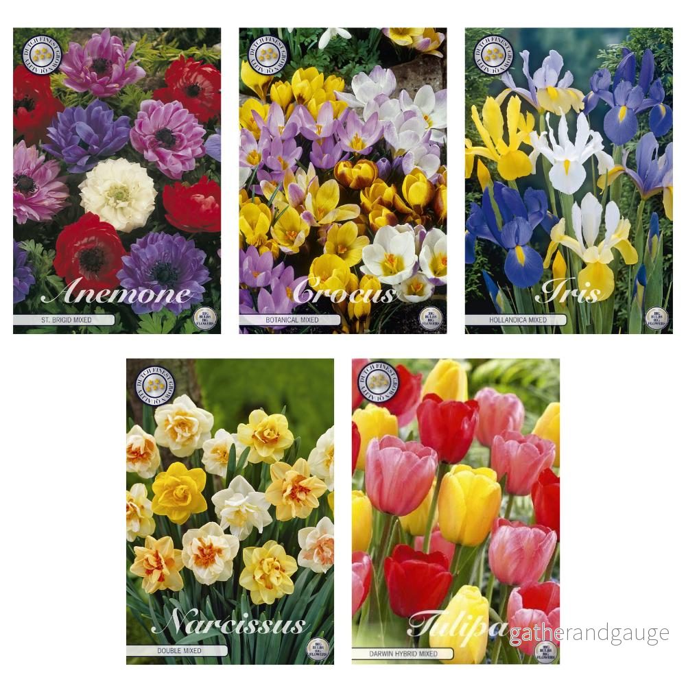 Bulb Flower Mix – 71 bollen – 5 sorter Bulb Flower Mix – 71 bollen – 5 sorter