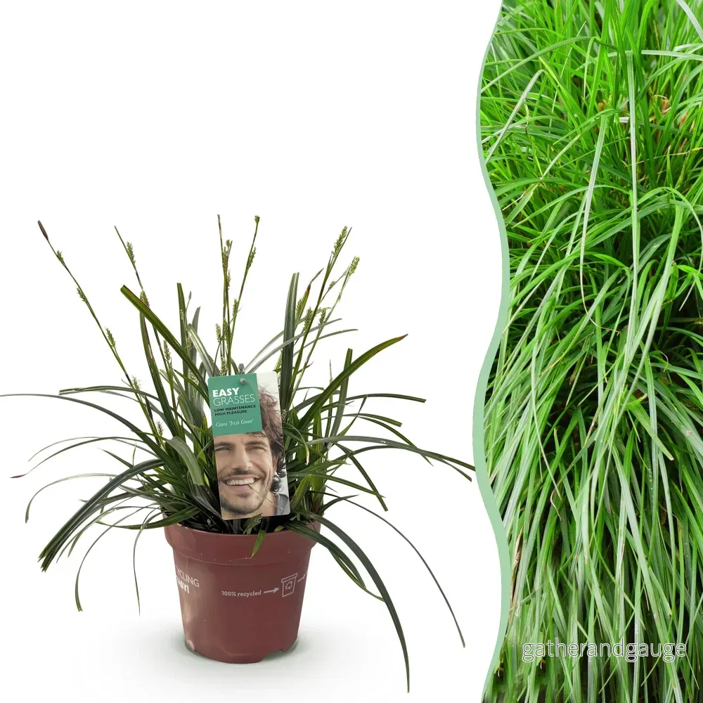 Japansk Starr (Carex Oshimensis) 'Intense Green' - Bild 2
