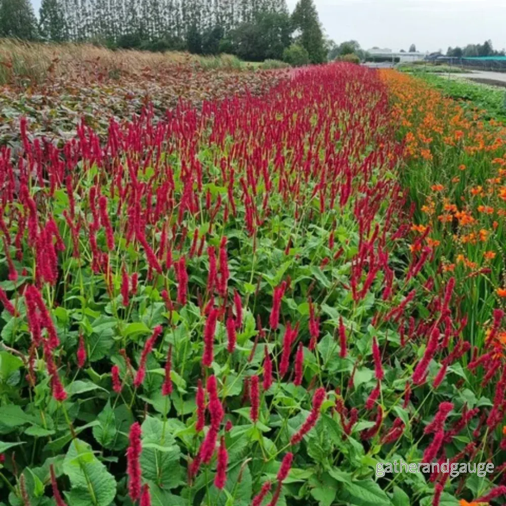 Persikaria (Persicaria amplexicaulis) 'Blackfield' - Bild 3