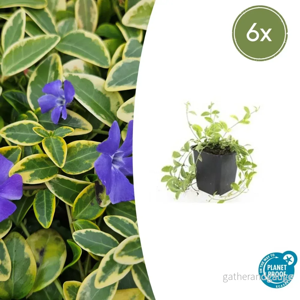 Liten Vintergröna (Vinca minor) 'Aureovariegata' - Bild 2