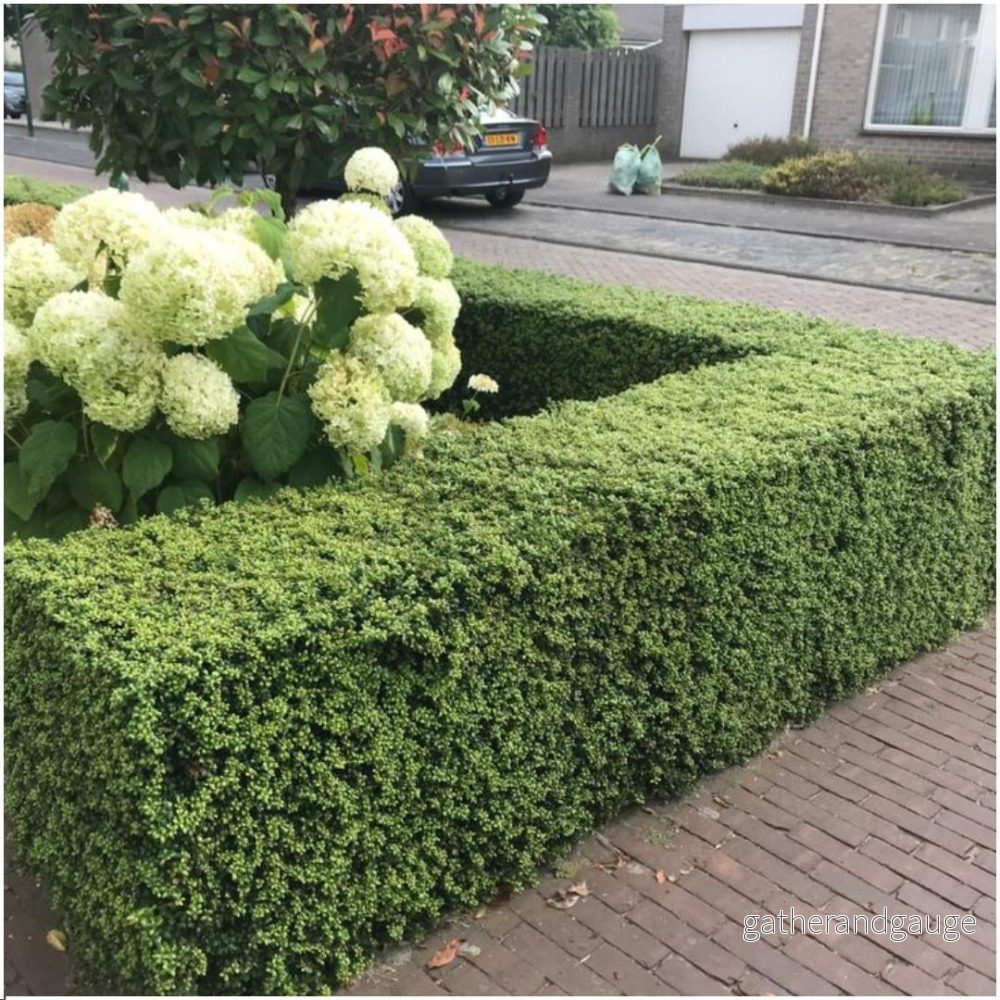 24 x Ilex crenata 'Jenny' - Bild 2