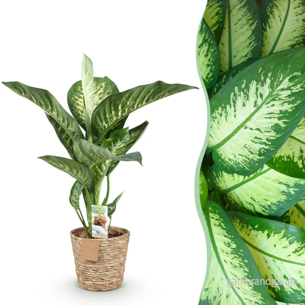Dieffenbachia Tropic Snow och korg - Bild 3