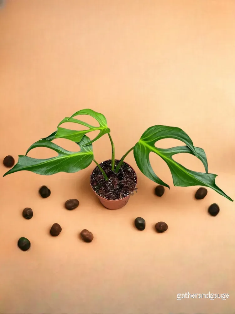 Monstera Burle Marx Flame Monstera Burle Marx Flame