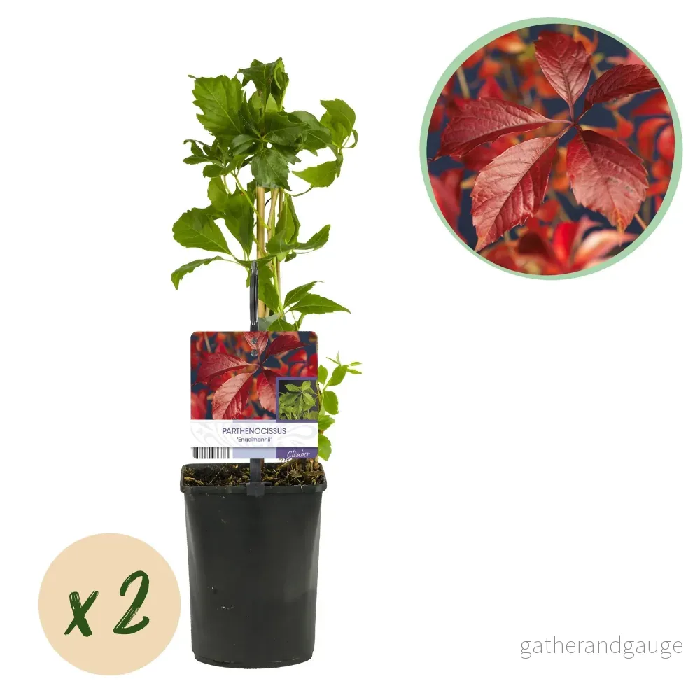 Vildvin (Parthenocissus quinquefolia) 'Engelmannii' - Bild 2