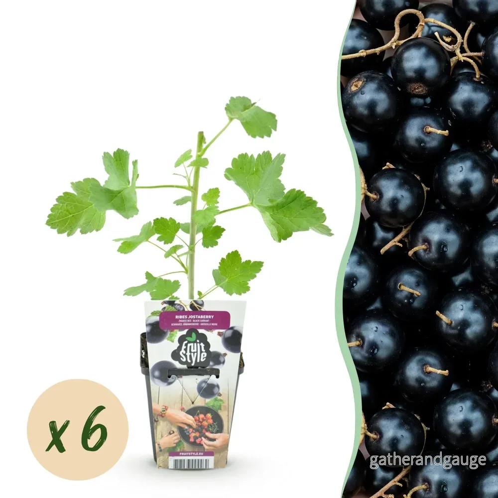 Jostaberry-vinbär (Ribes × Nidigrolaria) 'Jostaberry' - Bild 2
