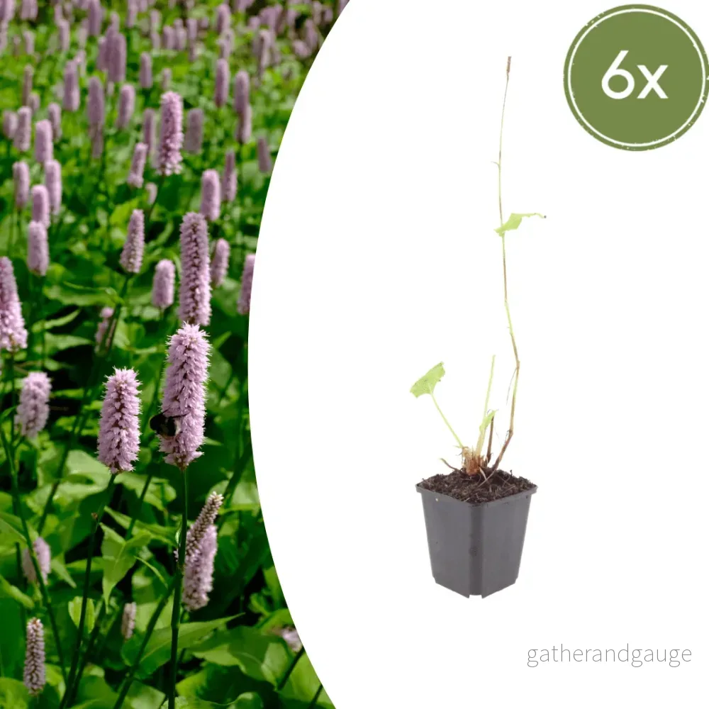 Knöterig Affin (Persicaria affinis) 'Superba' - Bild 2