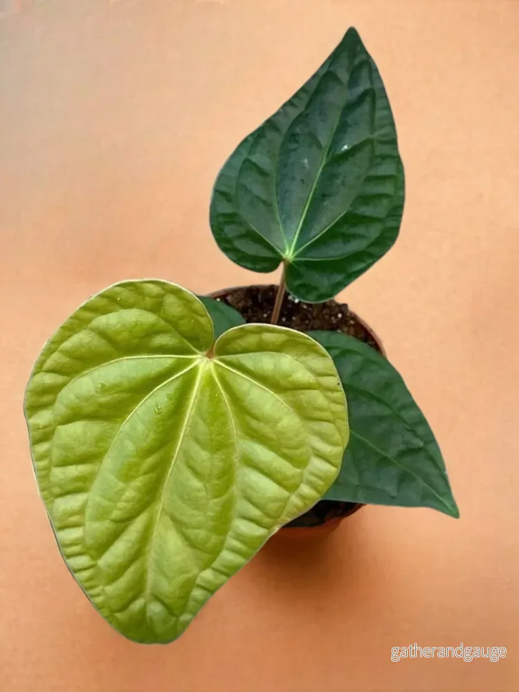 Anthurium Regale Anthurium Regale