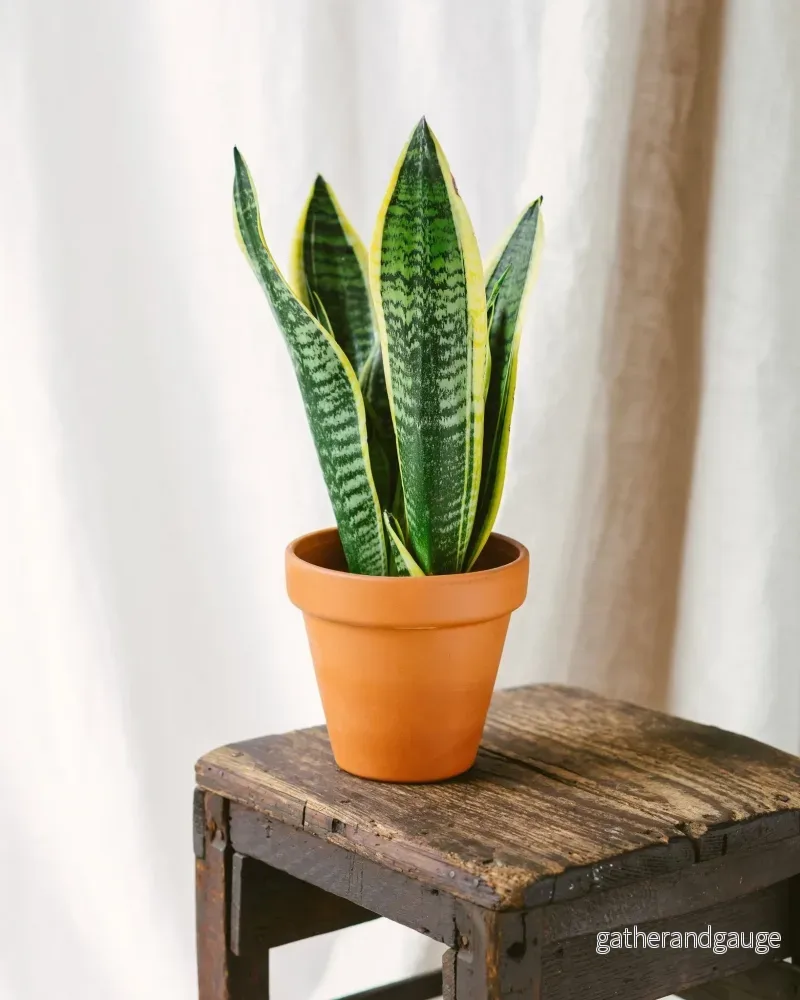 Sansevieria futura superba Sansevieria futura superba