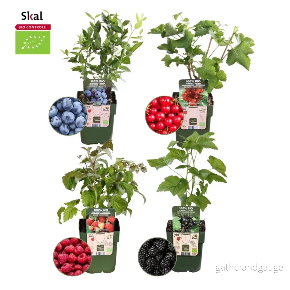 Set med 4 fruktplantor - Bild 2